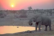 Photo-Elephant Sunset